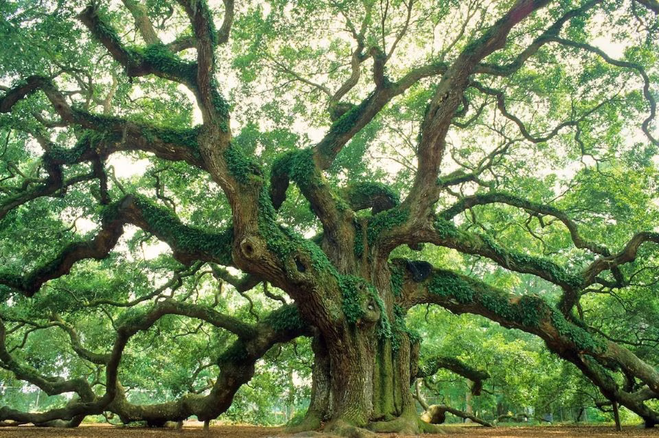 4 Quick Getaways to Take Before Fall: Nashville, Charleston, Savannah and Asheville